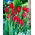 Tulipan Red Georgette - 5 cebulek