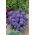 Aster Milady Lilac - 500 nasion