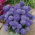 Aster Milady Lilac - 500 nasion