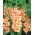 Gladiolus - Mieczyk Peter Pears - 5 cebulek