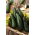 Cukinia Soraya - 100 gram - 1000 nasion