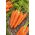 Marchew Koral - 50 gram - 42500 nasion