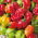 Papryka Habanero - piekielnie ostra