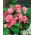 Begonia Camellia - różowo-biała - 2 bulwy