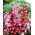 Penstemon Hartwego - mieszanka kolorów - 200 nasion