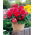 Begonia strzępiasta Fimbriata - różowa - 2 bulwy