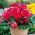Begonia strzępiasta Fimbriata - różowa - 2 bulwy