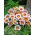 Gazania BIG KISS F2 White Flame