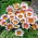 Gazania BIG KISS F2 White Flame