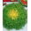Endywia Riccia Cuor D'oro