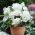 Begonia strzępiasta Fimbriata - biała - 2 bulwy