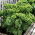 Jarmuż zielony Dwarf Green Curled - 300 nasion
