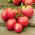 Pomidor Bawole Serce Oxheart - gruntowy Malinowy - 10 gram - 5000 nasion
