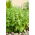 Bazylia Floral Spires - 30 nasion