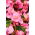 Begonia stale kwitnąca - różowa - 20 nasion