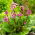 Bergenia sercowata - 250 nasion