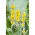 Dziewanna - 4000 nasion