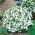 Lobelia biała - 3200 nasion