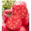 Pomidor Bawole Serce Oxheart - gruntowy Malinowy - 10 gram - 5000 nasion