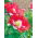 Mak lekarski Danish Flag - 1000 nasion