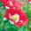 Mak lekarski Danish Flag - 1000 nasion