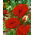 Mak wschodni - Papaver orientale - 1 szt.