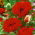Mak wschodni - Papaver orientale - 1 szt.