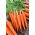 Marchew karotka - Major - 1275 nasion