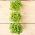 Microgreens - Bazylia cytrynowa Mrs. Burns - młode listki o unikalnym smaku - 1950 nasion