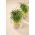 Microgreens - Cebula siedmiolatka - młode listki o unikalnym smaku