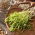 Microgreens - Groch Boogie - młode listki o unikalnym smaku