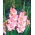 Mieczyk Rose Supreme - 5 cebul