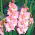 Mieczyk Rose Supreme - 5 cebul