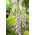 Naparstnica Pam's Choice - 1000 nasion