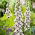 Naparstnica Pam's Choice - 1000 nasion