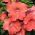 Petunia ogrodowa - Kaskada łososiowa - 160 nasion