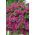 Petunia ogrodowa - Kaskada purpurowa - 12 nasion