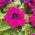 Petunia o kwiatach strzępiastych - amarantowa - 80 nasion