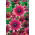 Rudbekia dwubarwna Cherry Brandy - 150 nasion
