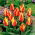 Tulipan Cape Cod  - 5 cebulek