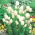 Tulipan White Bouquet - opak. 5 szt.