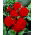 Begonia podwójna (pełna) - czerwona - 2 bulwy