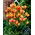 Tulipan Colour Spectacle - 5 cebulek