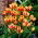 Tulipan Colour Spectacle - 5 cebulek