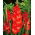 Gladiolus - Mieczyk Traderhorn - 5 cebulek