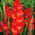 Gladiolus - Mieczyk Traderhorn - 5 cebulek