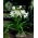 Crinum Album - Krynka biała - 1 cebula