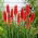 Kniphofia – Trytoma Nancy Red - 1 kłącze