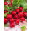 Rzodkiewka Saxa 2 - 100 gram - 8500 nasion