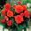 Begonia strzępiasta Fimbriata - pomarańczowa - 2 bulwy